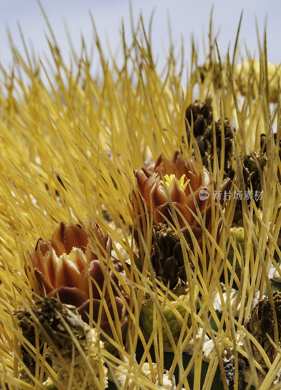 一种巨型桶形仙人掌上的花，Ferocactus diguetii，生长在科泰兹海的加泰罗尼亚岛。